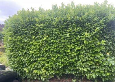 almost eden gardening facebook gallery 69