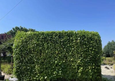 almost eden gardening facebook gallery 70